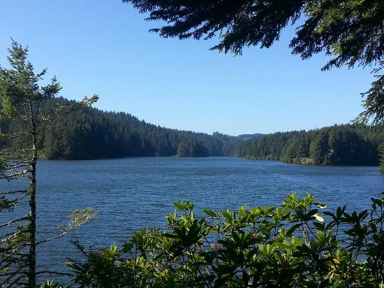 Scenic view of a wide, calm lake surrounded by dense evergreen forests under a clear blue sky, with tree branches and rhododendron bushes in the foreground.